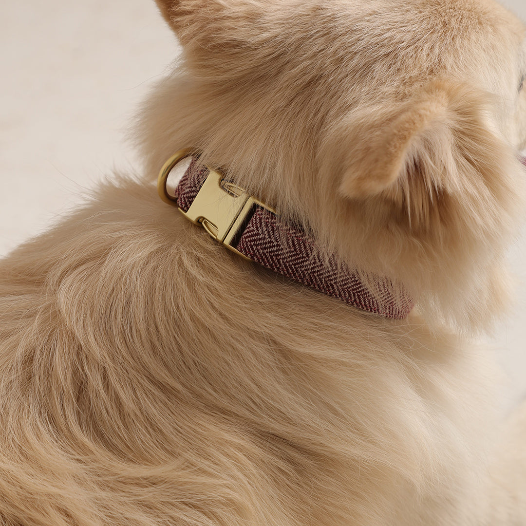 The Signature Collar