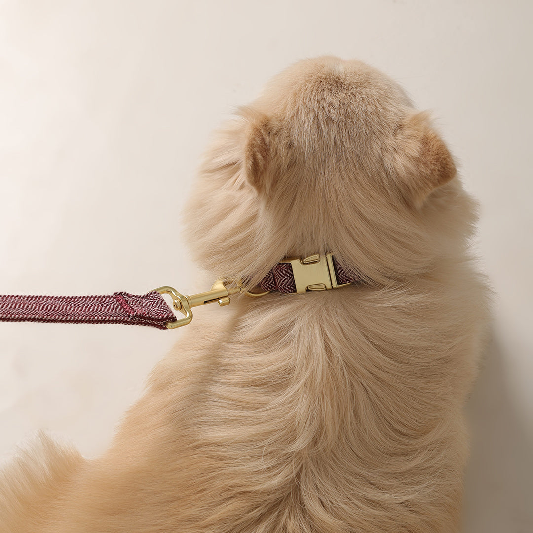 The Signature Collar