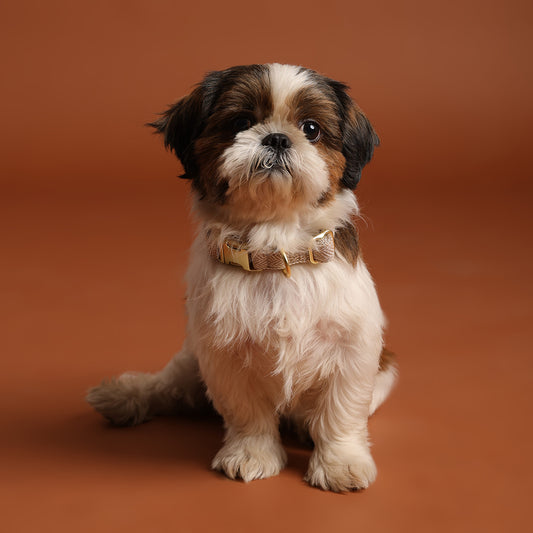 The Signature Collar