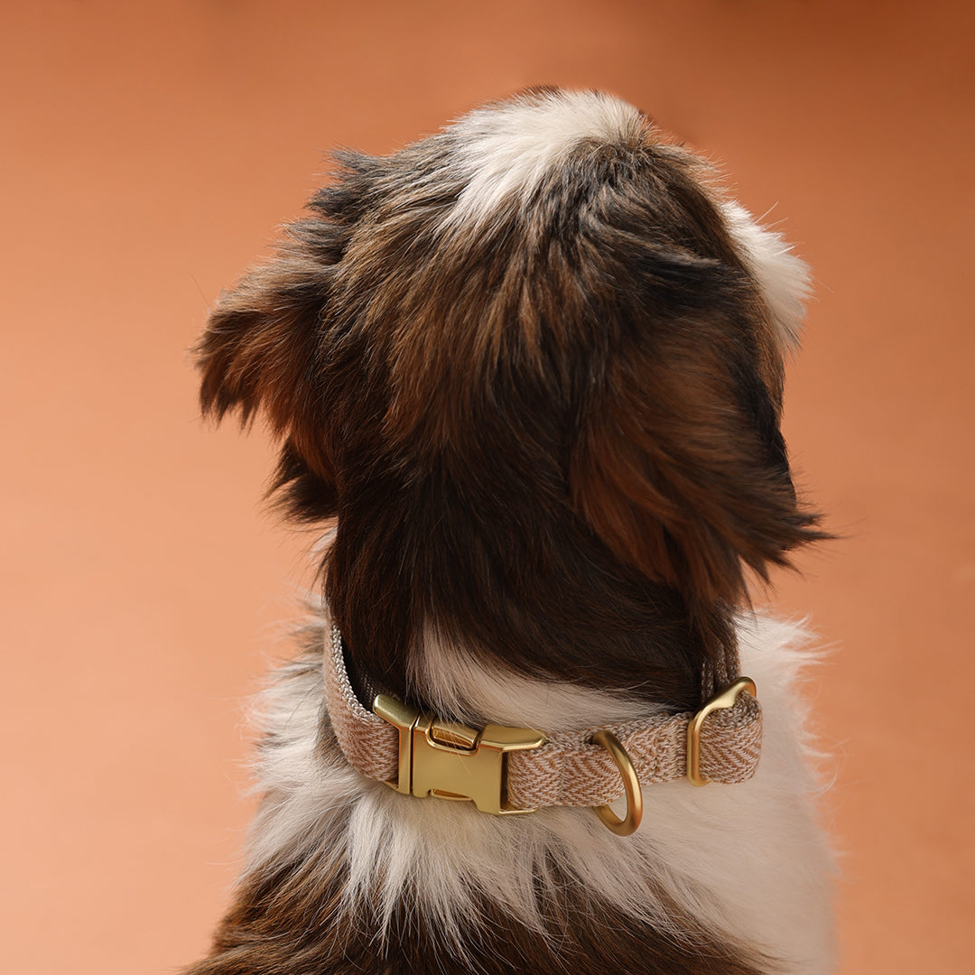The Signature Collar