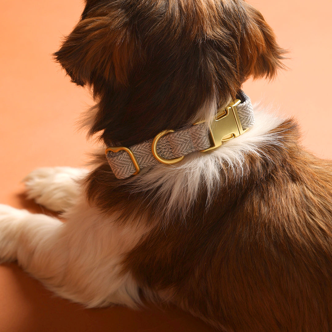The Signature Collar
