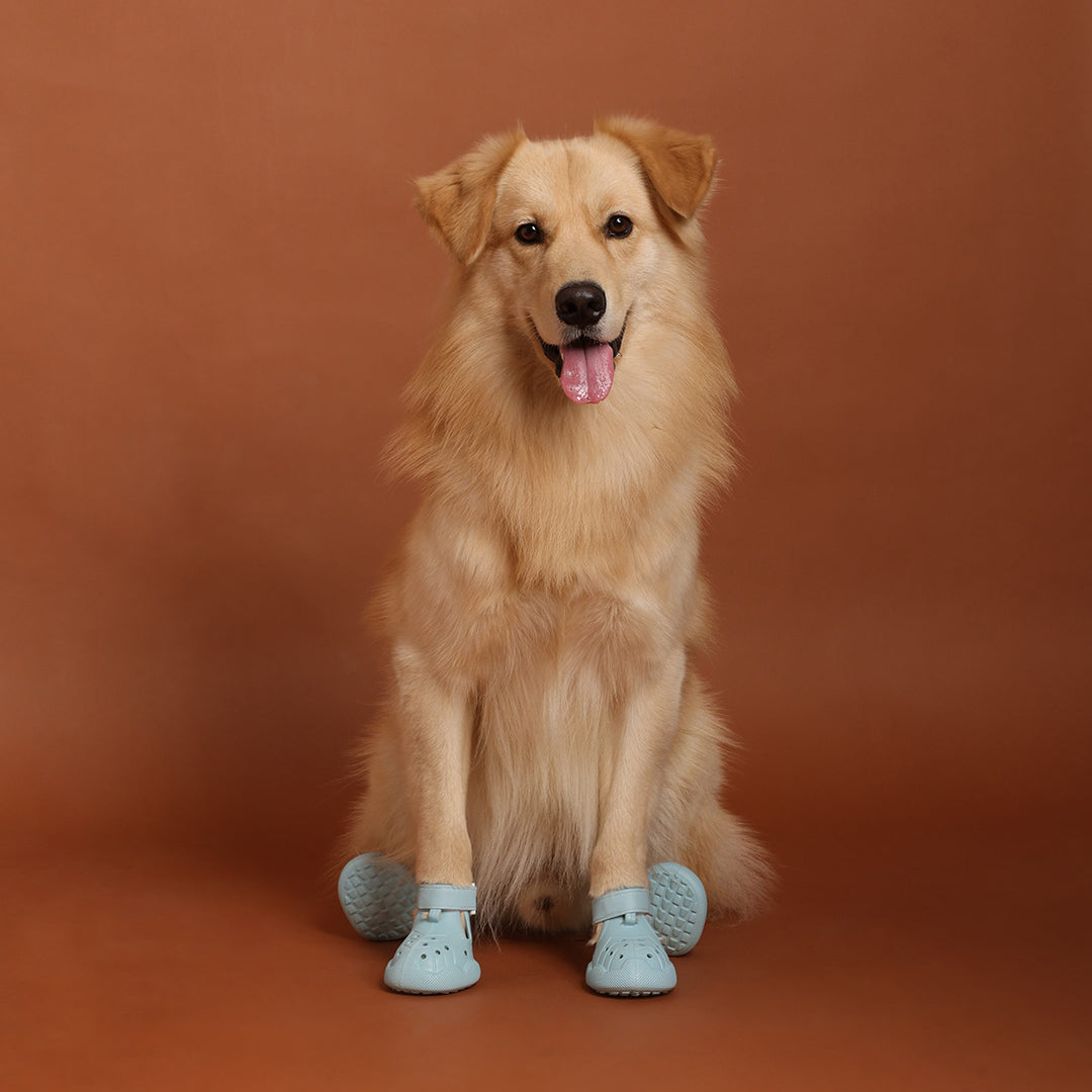 Dog Shoe 3