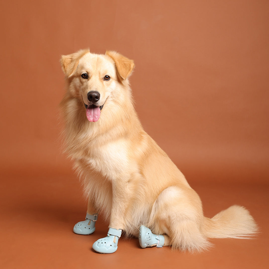 Dog Shoe  4