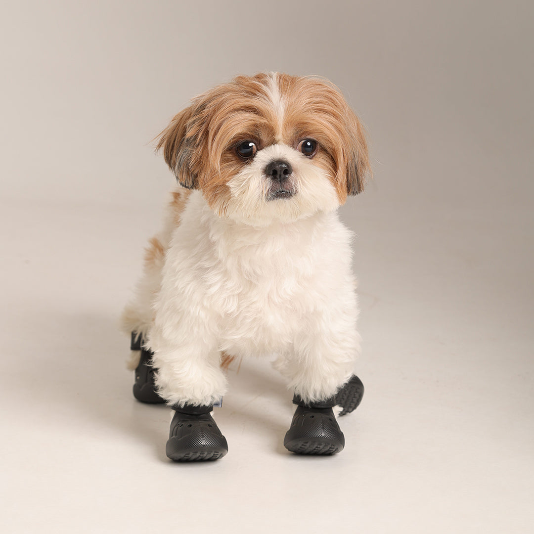 Dog Shoe 10